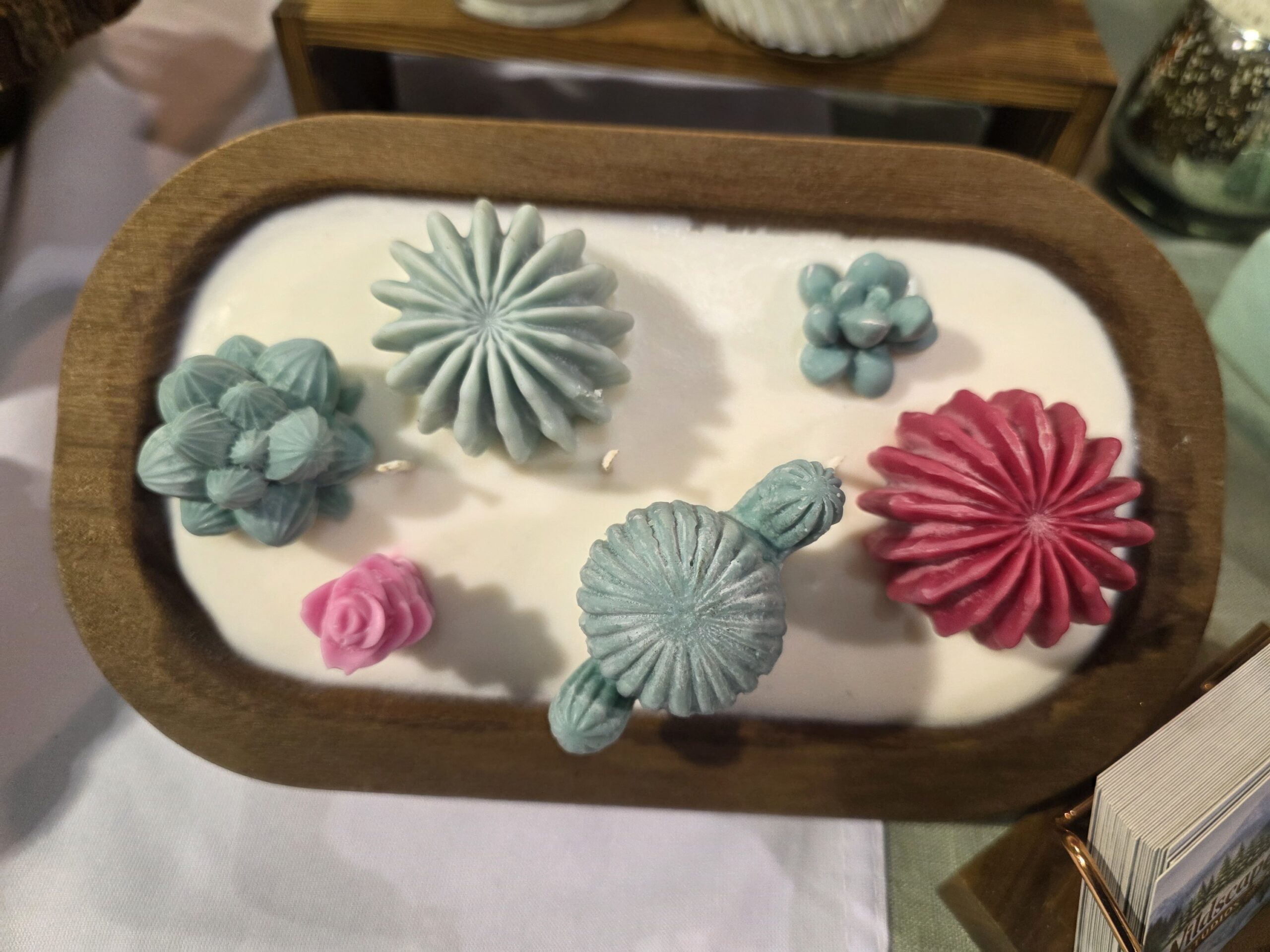 ✨️🌵succulent Oasis 🌵✨️